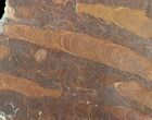 Polished Stromatolite (Jurusania) From Russia - Million Years #57550-1
